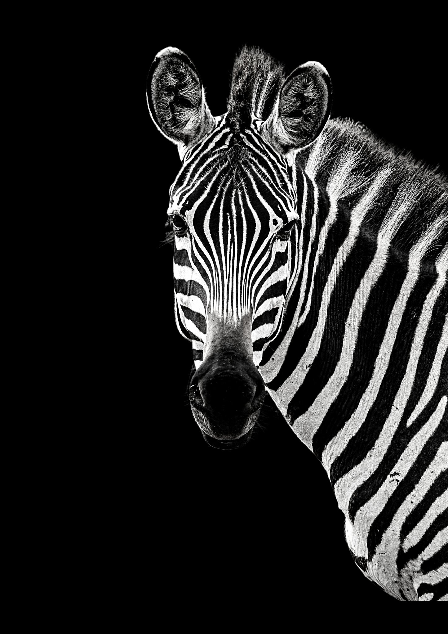 African Safari Zebra Wall Art Canvas Print