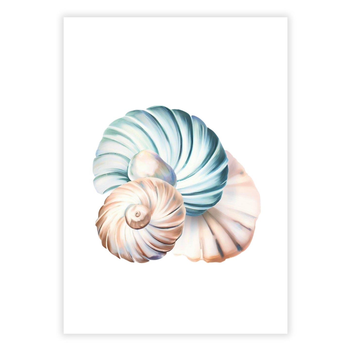 Seashell Wonders Wall Art Canvas Print