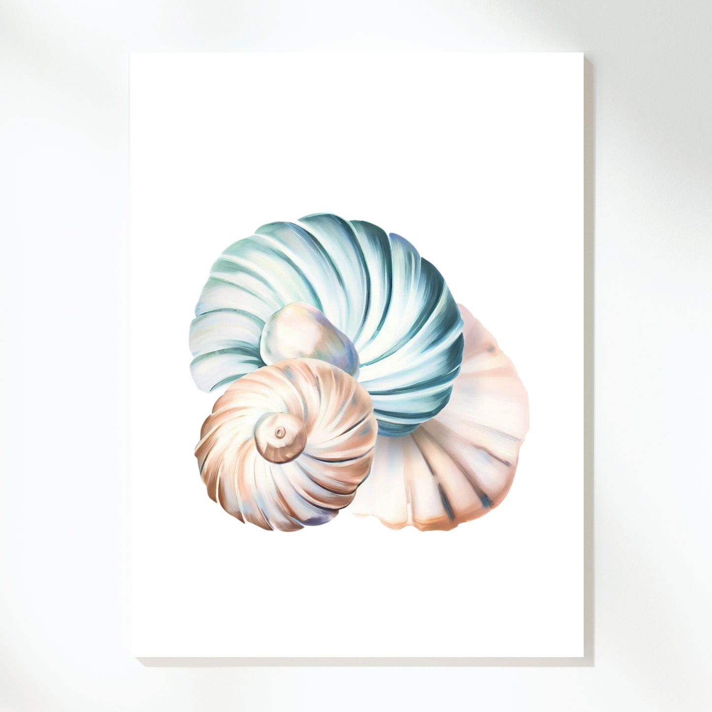 Seashell Wonders Wall Art Canvas Print